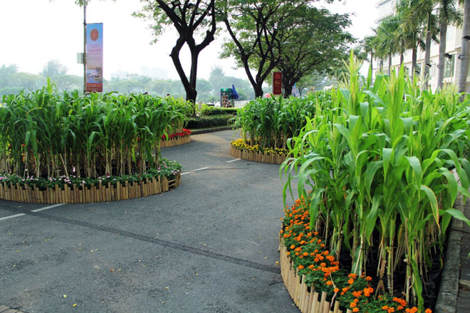 Hồn quê xuất hiện tại khu nhà giàu ở Sài Gòn ngày giáp Tết Hồn quê xuất hiện tại khu nhà giàu ở Sài Gòn ngày giáp Tết